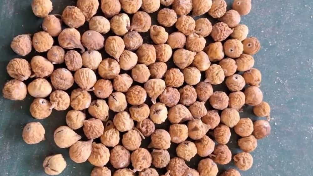 فروش انجیر خشک استهبان